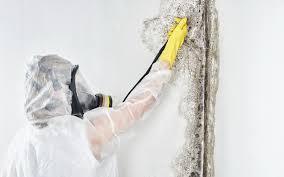 Best Basement Mold Removal  in Robbins, NC